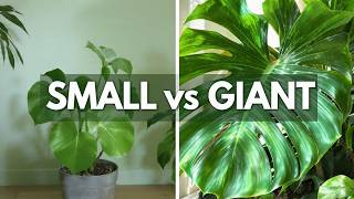Unlock GIANT Monstera Leaves: The 4 Pillars of Fenestration