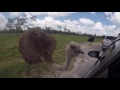 Cафари парк на машинах флорида Майами страус атакует