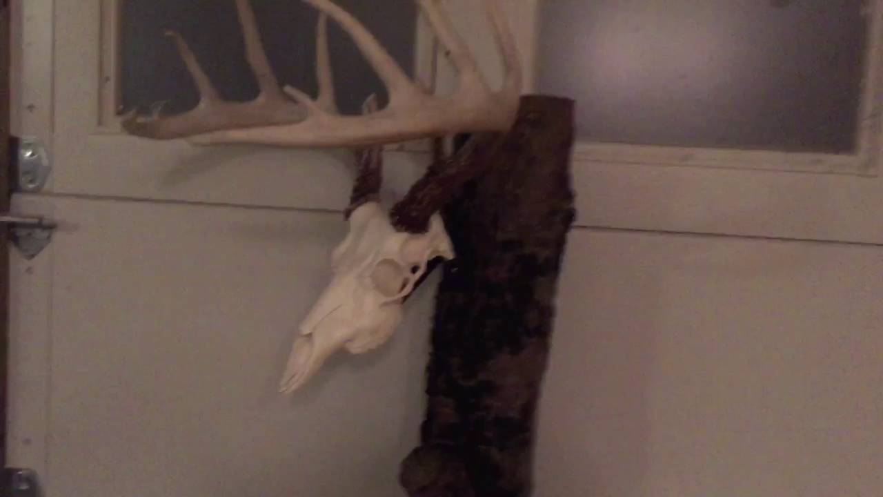 DIY European Mount Display - YouTube Diy European Mount Display - Youtube