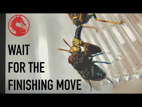 What is a Mantidfly’s finishing move? (Wait for the end)