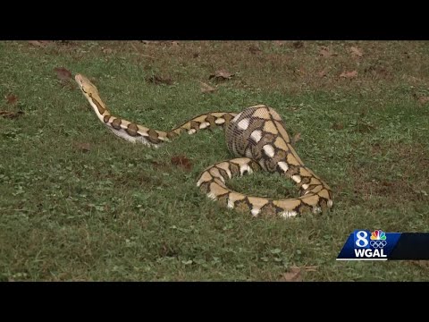 Python with full stomach found in couple's backyard -- what did it eat?