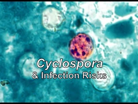 Video: Cyclospora-Infektion (Cyclosporiasis): Symptome, Behandlung Und Mehr