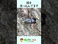 今年初!〇〇クワガタ発見♪【クワガタ探し】