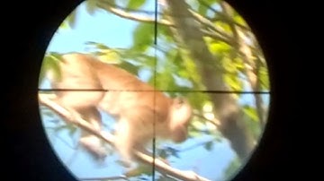 Monyet‼️hunting monyet yang merusak tanaman