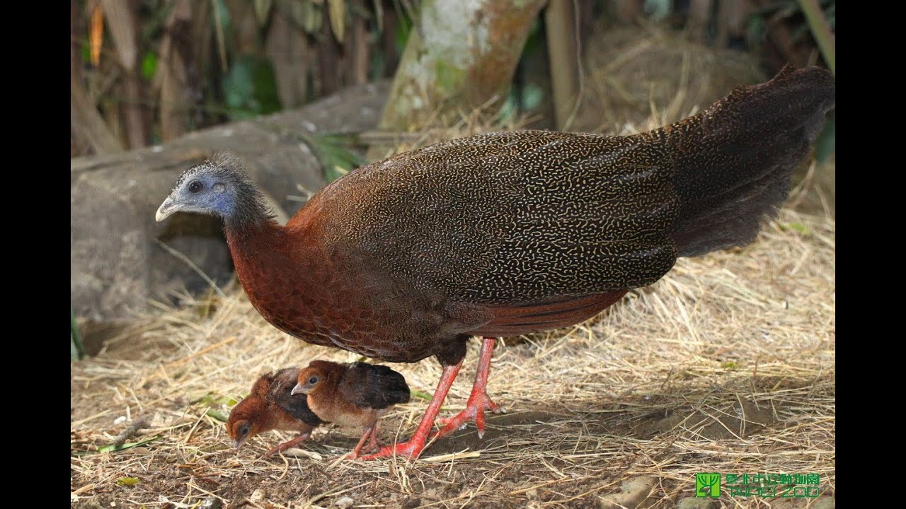 鸞鳳和鳴－青鸞寶寶誕生 New Born Great Argus