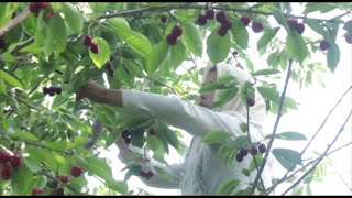 Sweet cherries of Uzbekistan: traditional technology of growing, picking, sorting, packing, sales