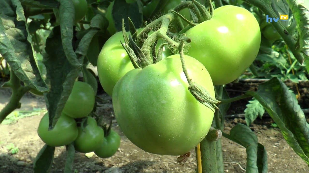 Nyári gyermekétkeztetés Hajdúszováton