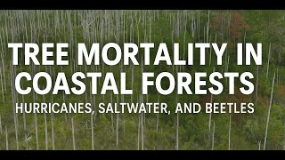 Tree Mortality in Coastal Forests \\ Drone Videos \\Ghost Forest \\Southern Pine Beetle