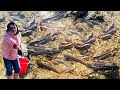 【ENG SUB】排水管冲出几十斤沙光鱼，小章捡了满满一桶，还有几只巨大的面包蟹！