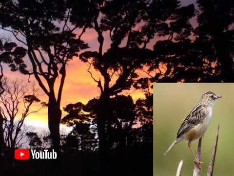 Kicau Burung cici padi Satu jam untuk pikat dan melatih burung jadi gacor