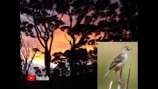 Cici Padi | Speed Super Rapat | Jeda Suara Air Mengalir