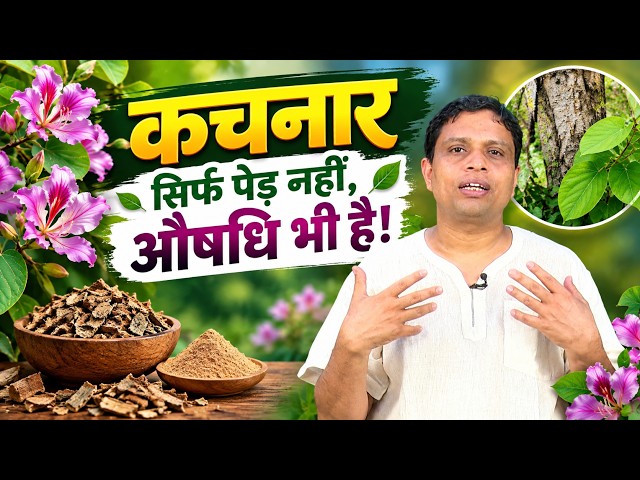 कचनार की छाल से दांतों के दर्द में राहत?