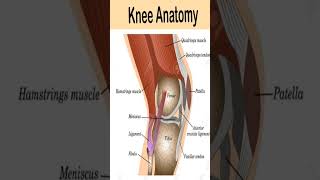 Knew Anatomy#humananatomy Knew Anatomy#humananatomy