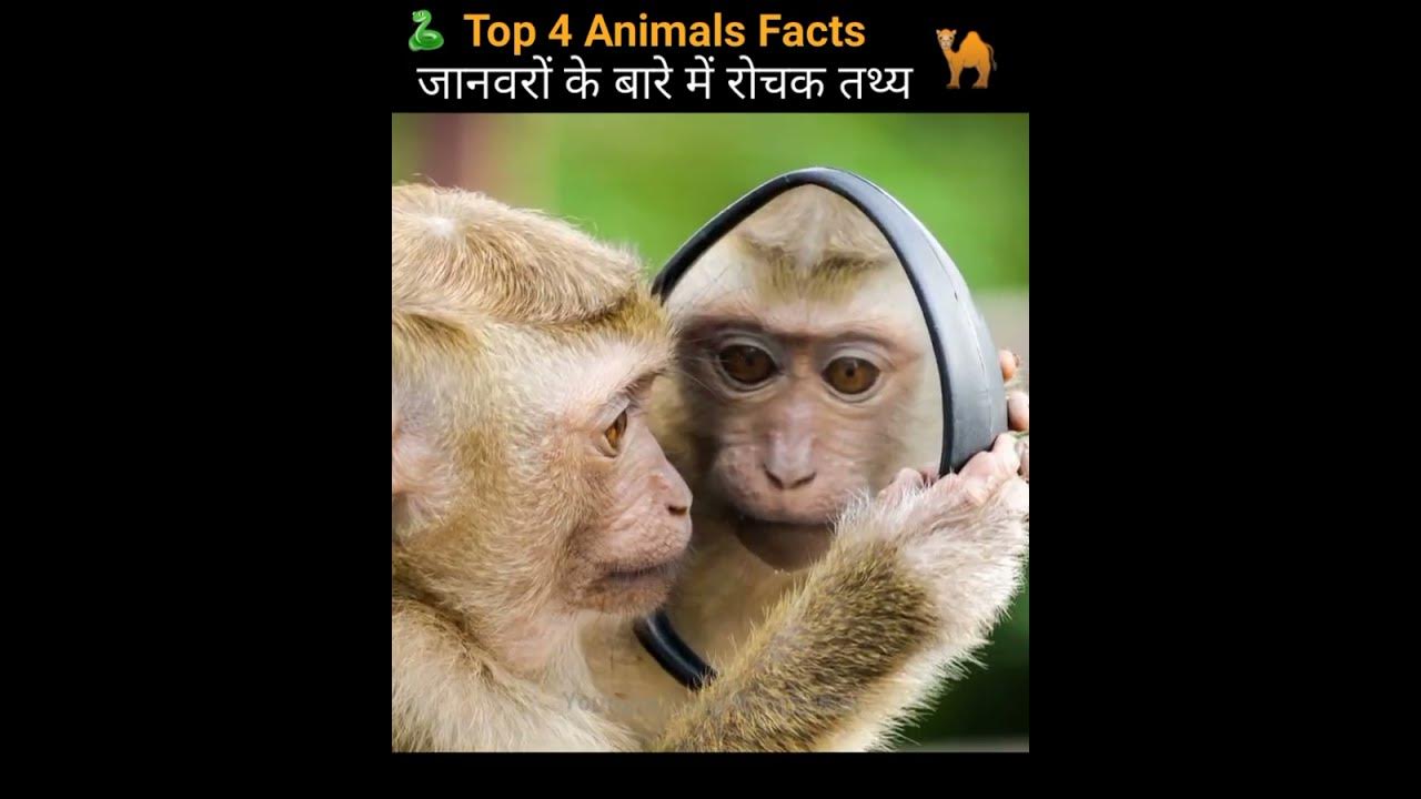 Top 4 Animals Facts Amazing Facts Crazy Animals Facts top-4-animals-facts-amazing-facts-crazy-animals-facts