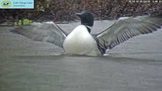 A Loon's Wing Extension in Slow Motion