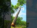 There will be something good in the fall. #wood #chainsaw #fall #tree #woodworking #shorts
