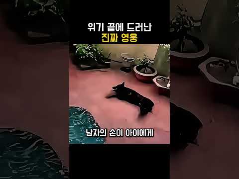 쓰러진 반려견이 보여준 기적같은 반전