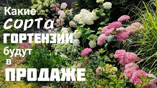 Обзор сада 🌿 28 мая 💐 АНОНС по древовидным ГОРТЕНЗИЯМ 