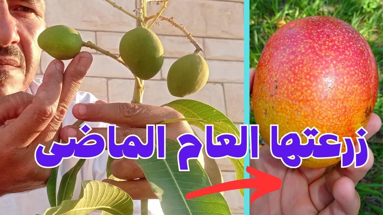 نصيحة مخلصة لوجه الله لا تضيع وقتك ومجهودك ,, ان لم تزرع المانجو بهذه الطريقه لم تزرعها فى حياتك