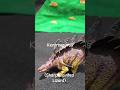 Kentrosaurus Dino Figure Toy #toy #dinosaur #dino