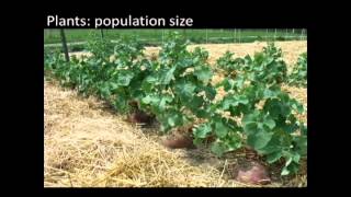 Webinar: Planning Your Garden for Seed Saving (3 of 3)