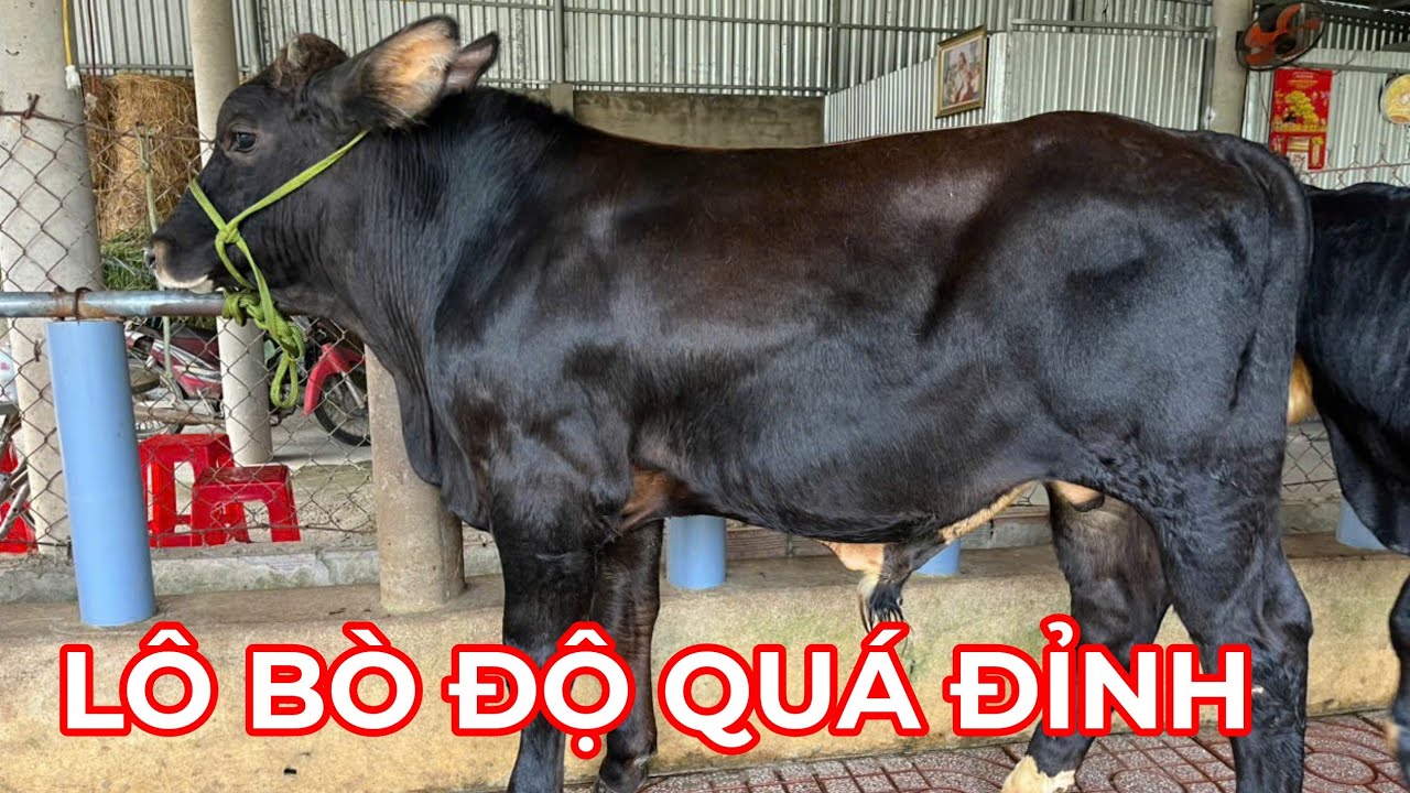 12/1/2026 — TRẠI BÒ THANH TÍNH — QUÁ SIÊU ĐẸP LÔ BÒ HÔM NAY — CÁI TƠ 12 triệu 