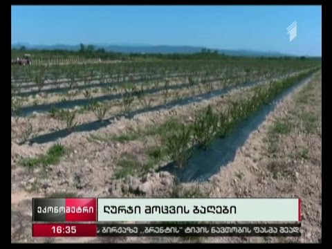 აგროპროექტის ფარგლებში იმერეთში ლურჯი მოცვის ბაღი გაშენდა
