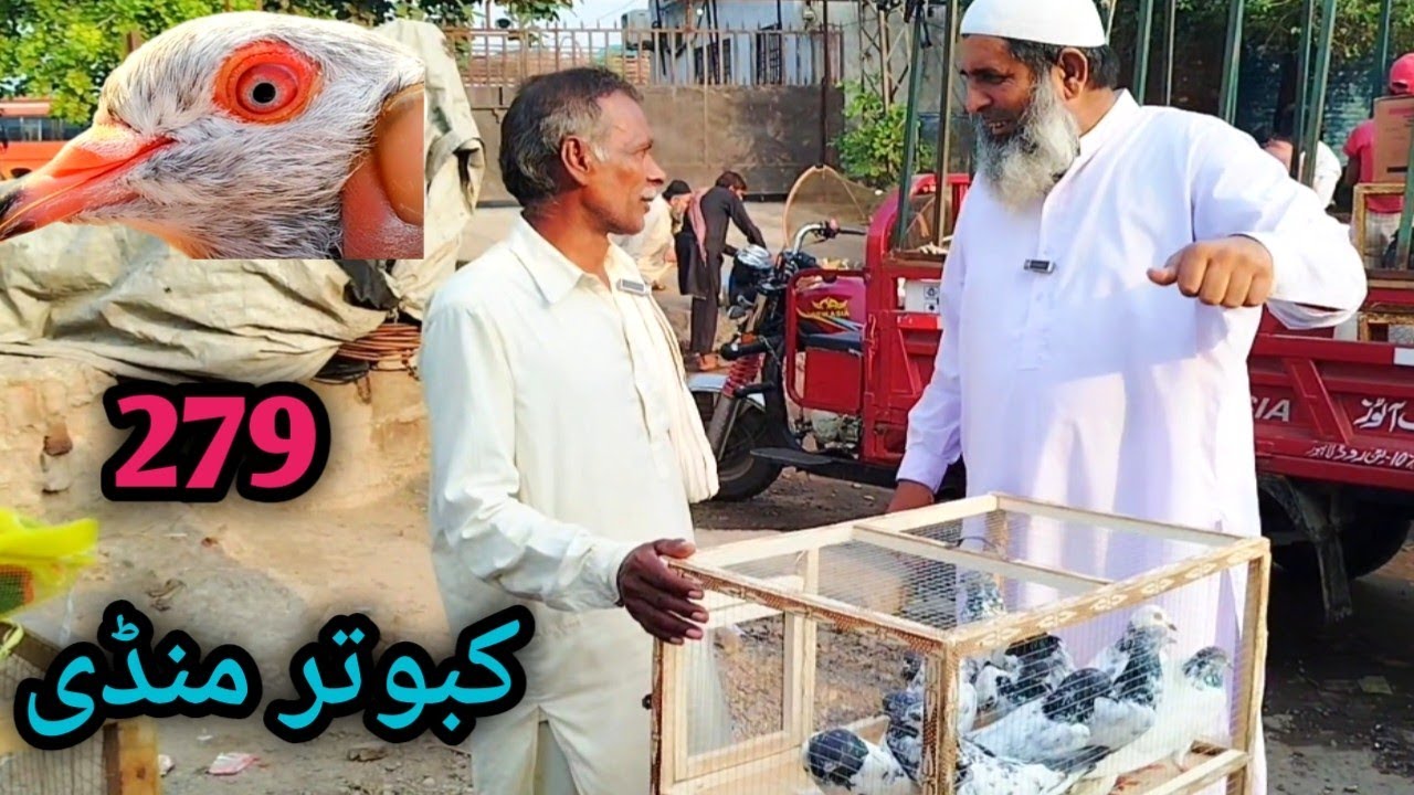 279) Lahore lari ada kabootar mandi || lahore bairds market || کبوتر منڈی