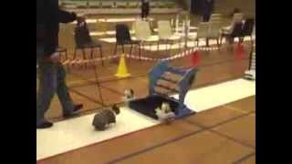 QI Series K - Show Jumping Bunny