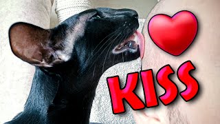 Cute Oriental Cat Kisses His Owner ❤