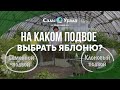 Микросад - ПОДВОЙ: клоновый или семенной. Какой выбрать? Лаборатория Питомника Сады Урала