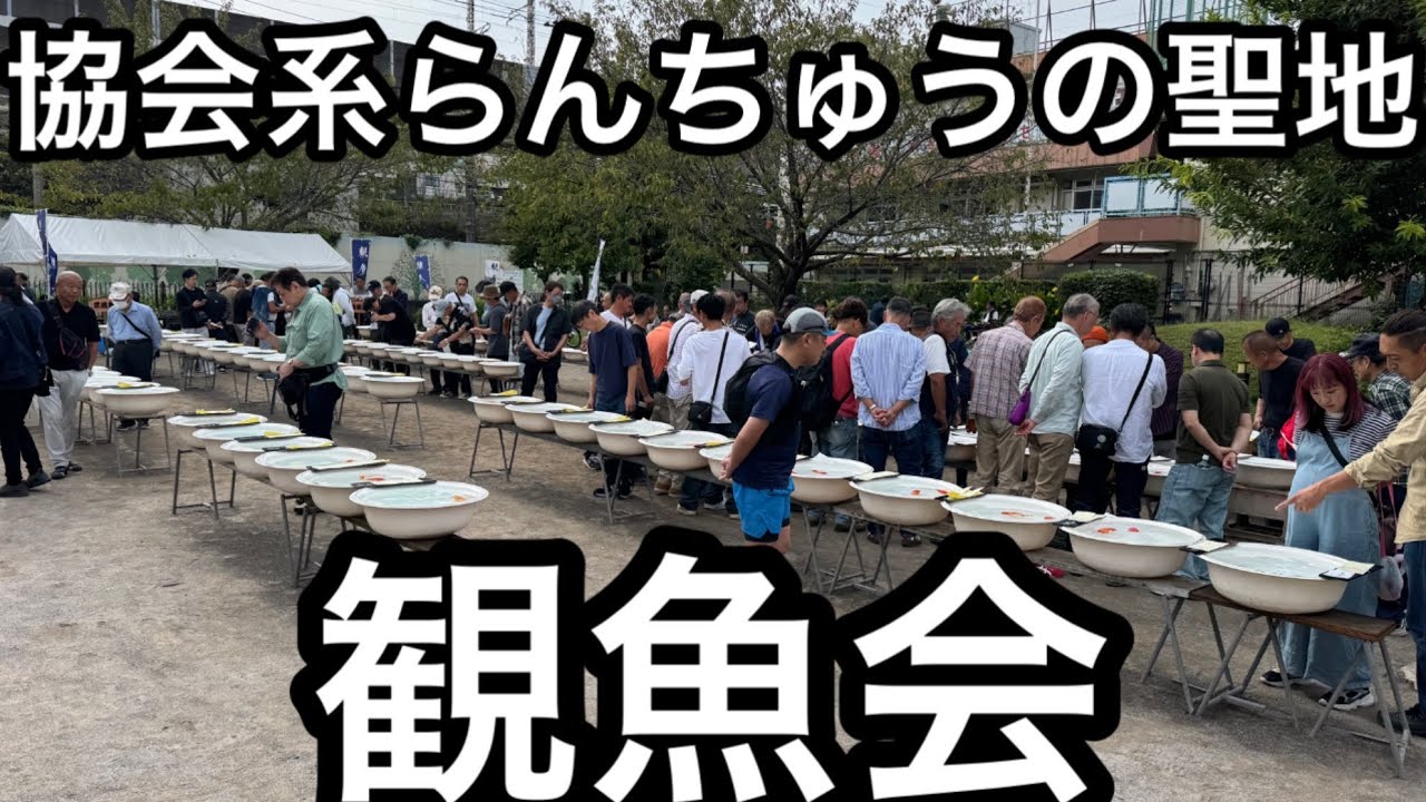 協会系らんちゅうの聖地、観魚会に行ってきました。