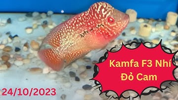 Cá La Hán Kamfa Nhí Đỏ Cam Siêu Đẹp ( 24/10/2023 )