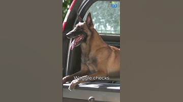 Why Should Your Travel Kit Include Waggle Pet Monitor| waggle #mywaggle #petparents #pets #waggle #