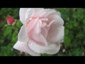 Розовые розы в моем саду. О сортах.