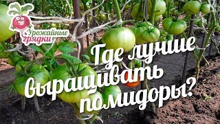 Где лучше выращивать помидоры: в открытом грунте или теплице? #urozhainye_gryadki
