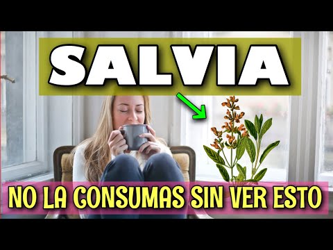 Vídeo: ¿Qué Es La Salvia? Uso, Efectos, Riesgos Y Más