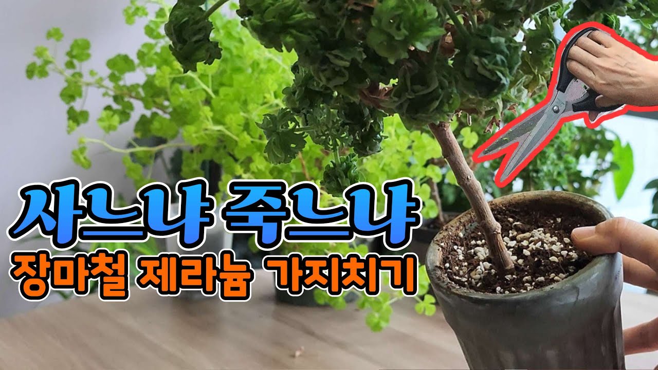 [4K] 한여름 장마철 제라늄 가지치기 주의사항 필수 시청! 안전한 가지치기로 단정한 제라늄 만들기 #제라늄 #pelargonium