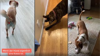 Dog Reaction To Laser Pointer  Dog Laser Chasing 4