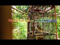 Master Ciblek Meong Gacoran Mp3 - Mp4 Download