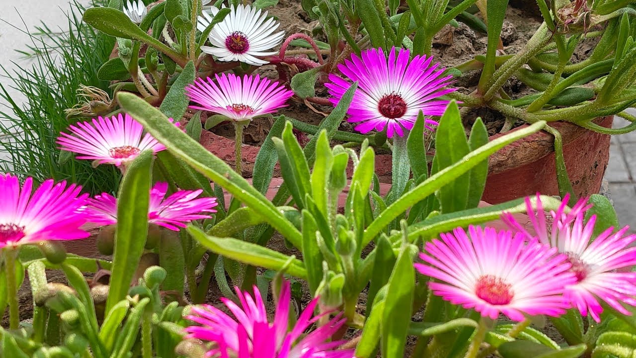 happy gardening all friends welcome to my