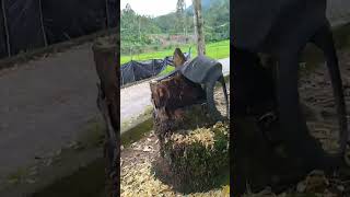 Bunga Durian Meletas Hingga Gugur