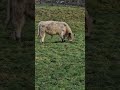 What the Cows Say?