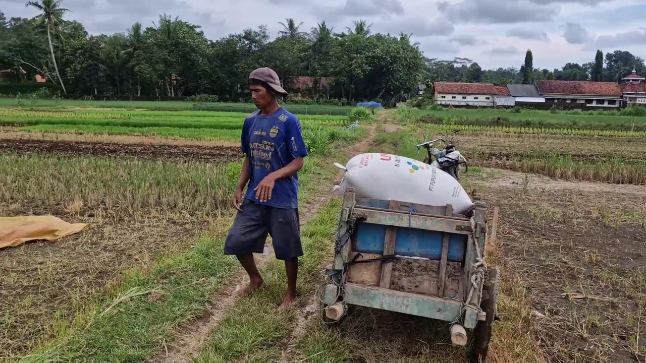 Heavy Rice SUPER STRONG FARMER! LIFTING HEAVY RICE HARVEST LIKE IT’S NOTHING ...
