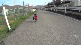 走って なんぼ☆〜（ゝ。∂）