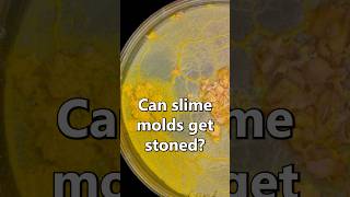 Can slime mold get stoned