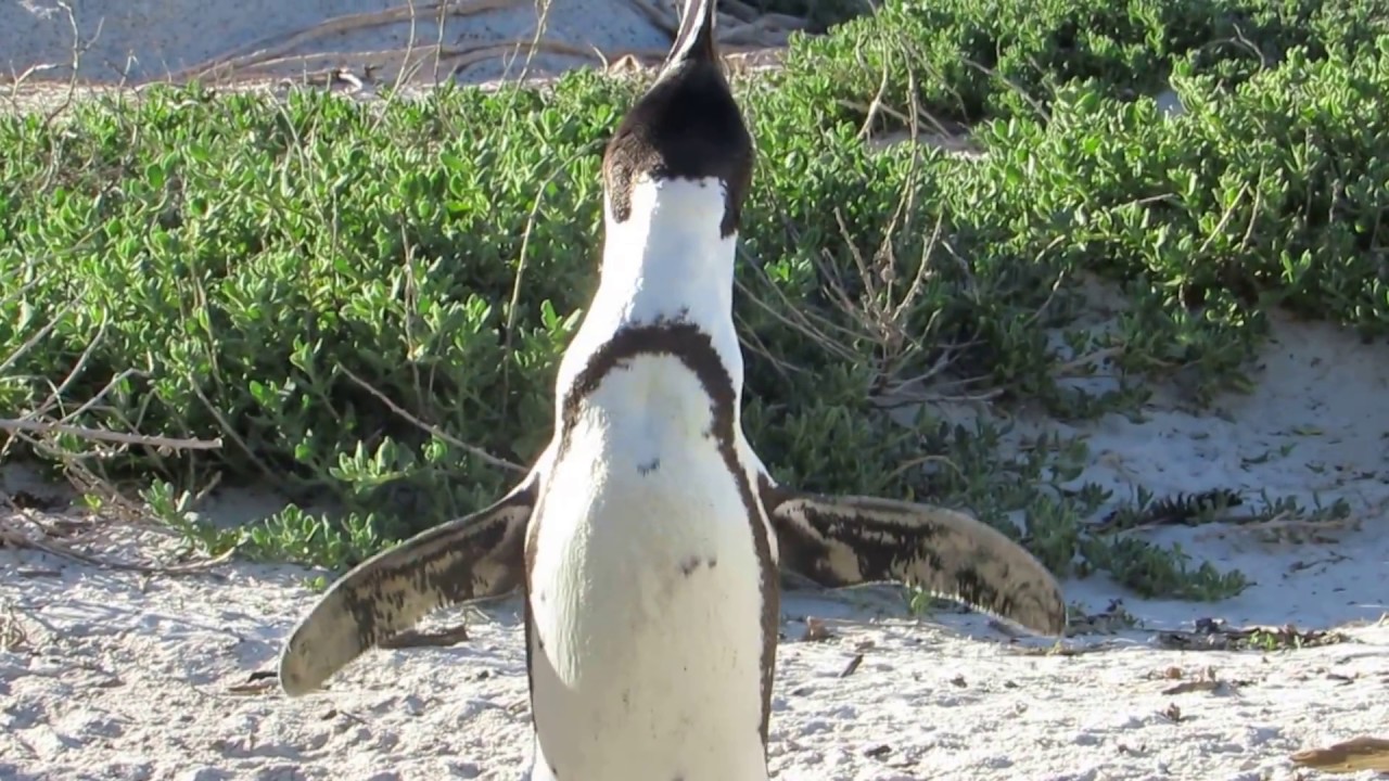 African (Jackass) Penguin Call