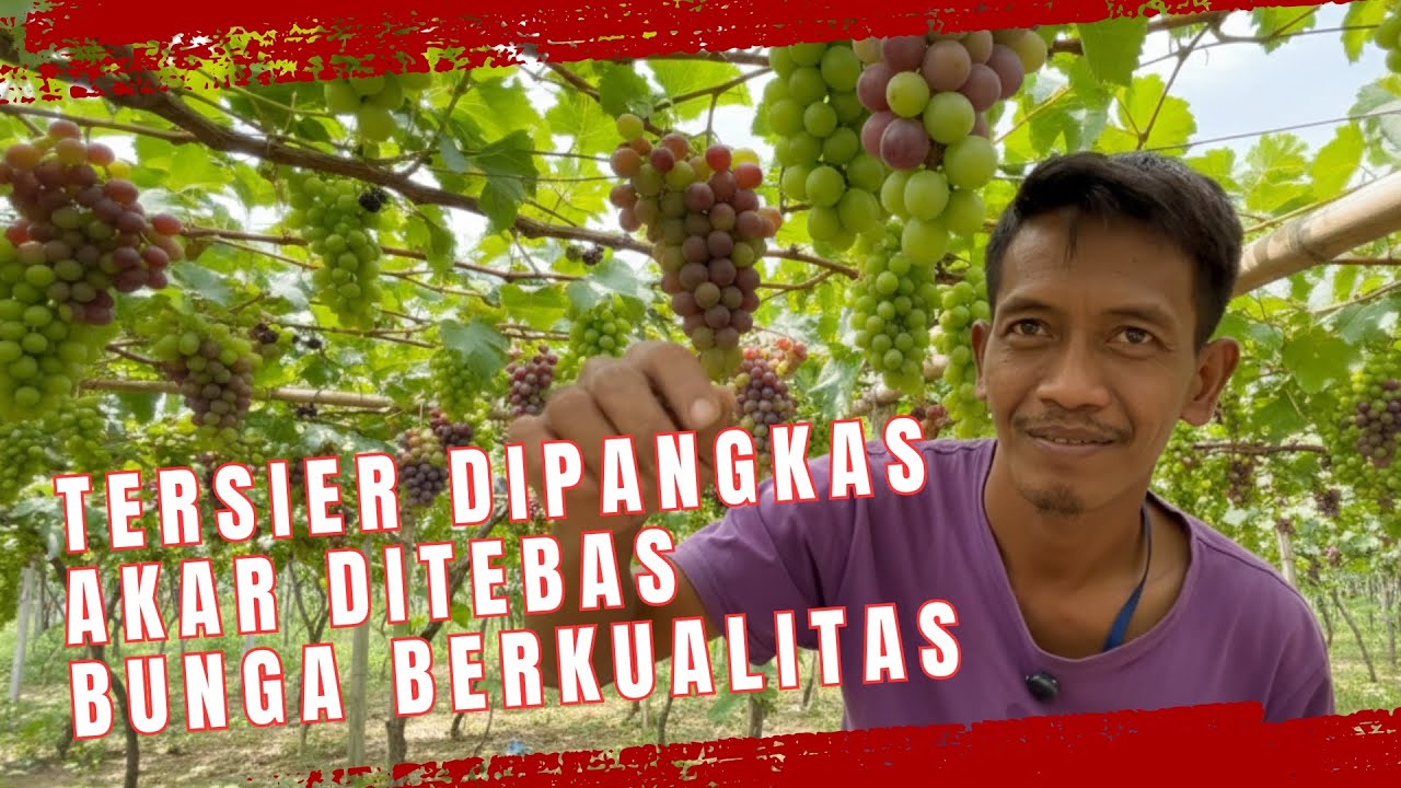 Cara Pangkas Akar Anggur. Bunga Kompak, Buah Berkualitas