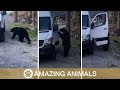 Nosy bear breaks into van