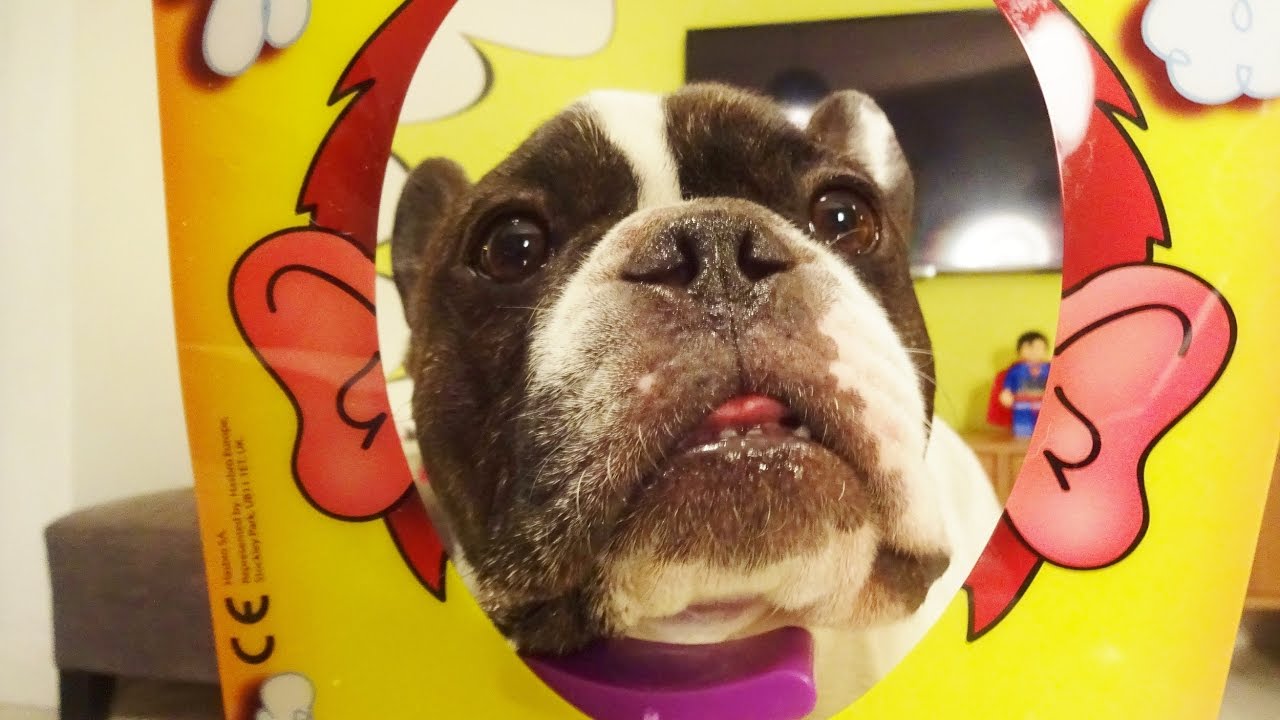 French Bulldog Pie Face! YouTube